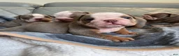 English Bulldog dogs for sale: English Bulldog 3 - Ad 1