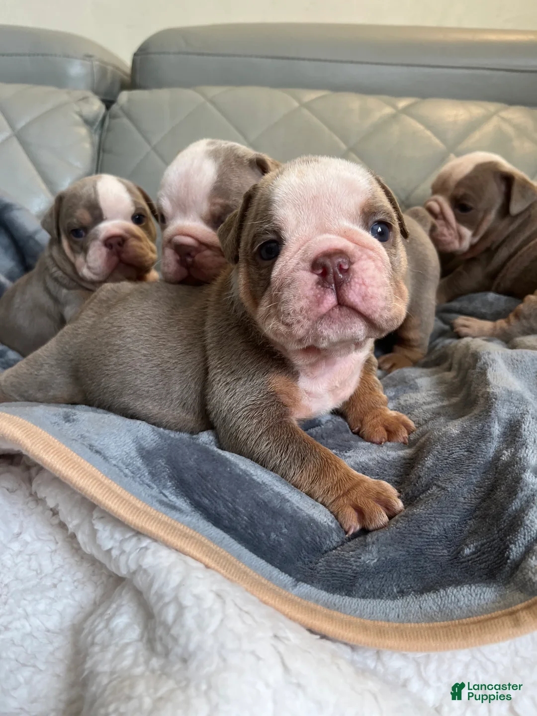 English Bulldog dogs for sale: English Bulldog 3 - Ad 1