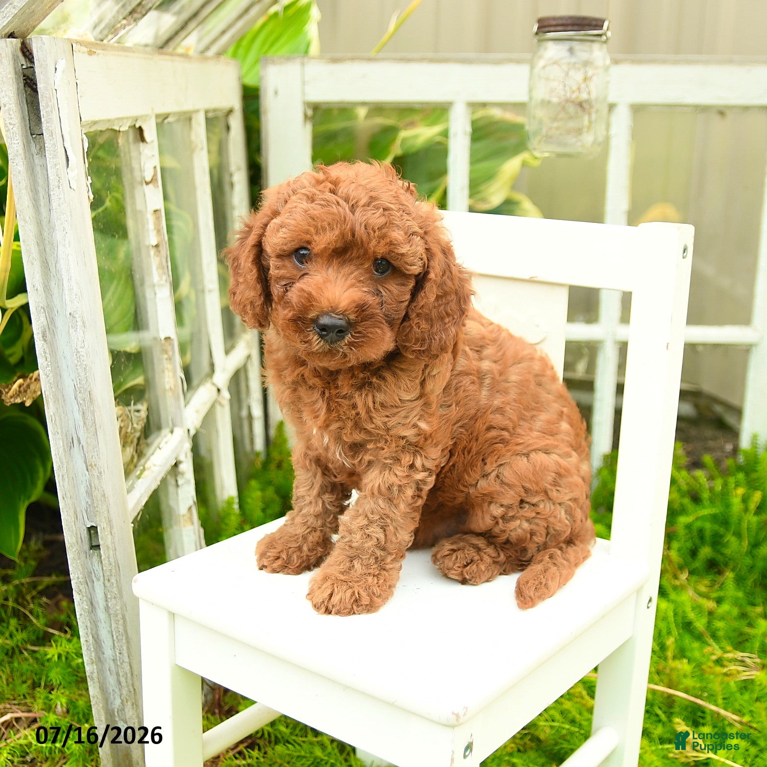 Cavapoo dogs for sale: Brownie - Ad 2