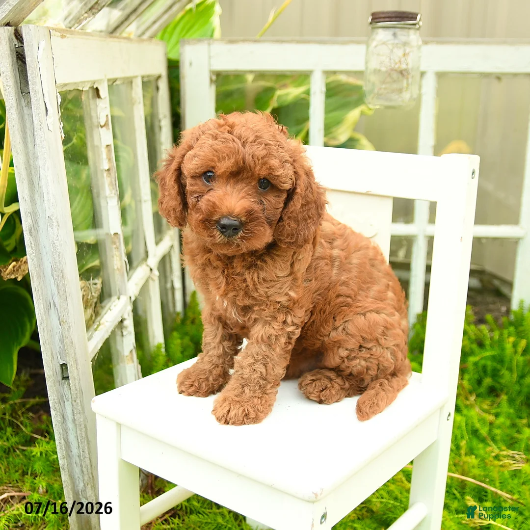 Cavapoo dogs for sale: Brownie - Ad 1