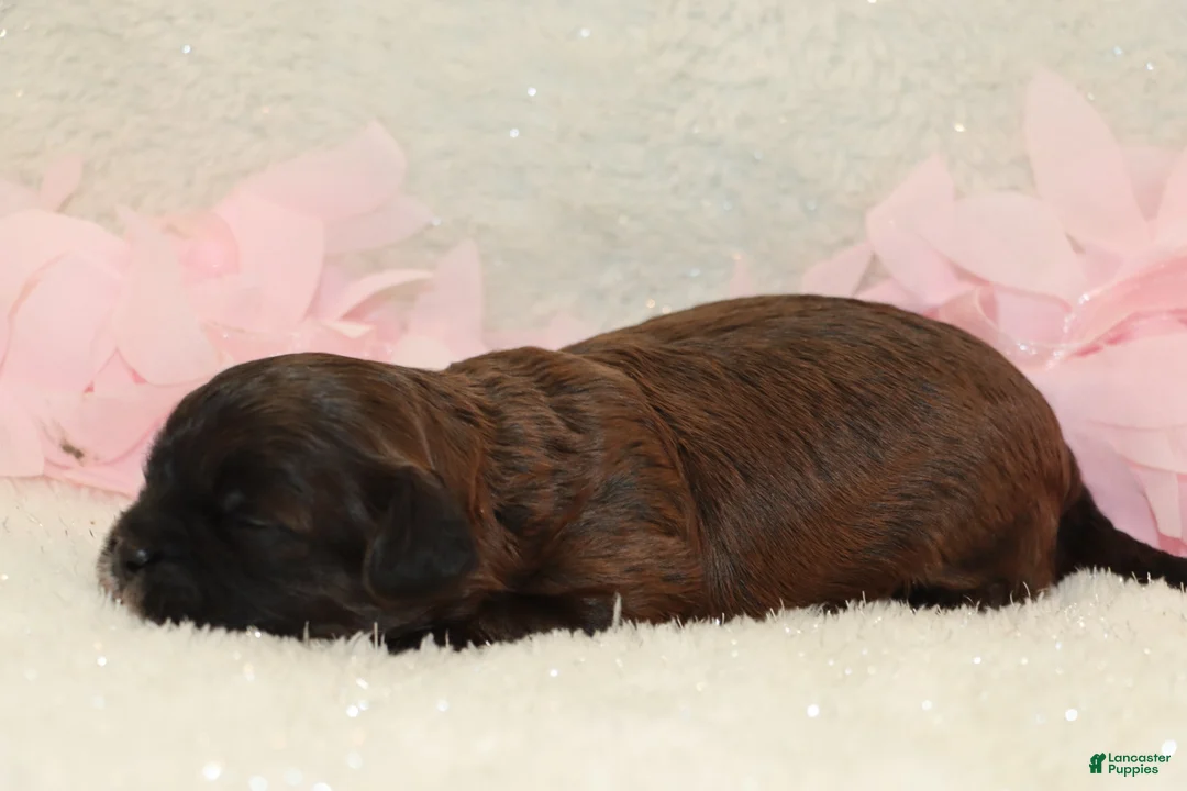 Shihpoo dogs for sale: Laura - Ad 4