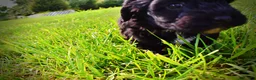 Havapoo dogs for sale: Harmony - Ad 15