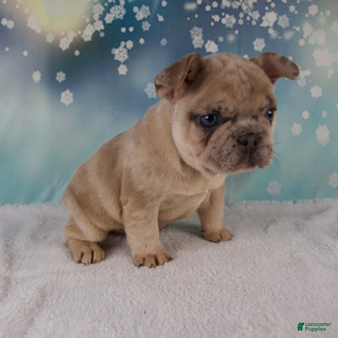 French Bulldog dogs for sale: Maverick - Ad 5