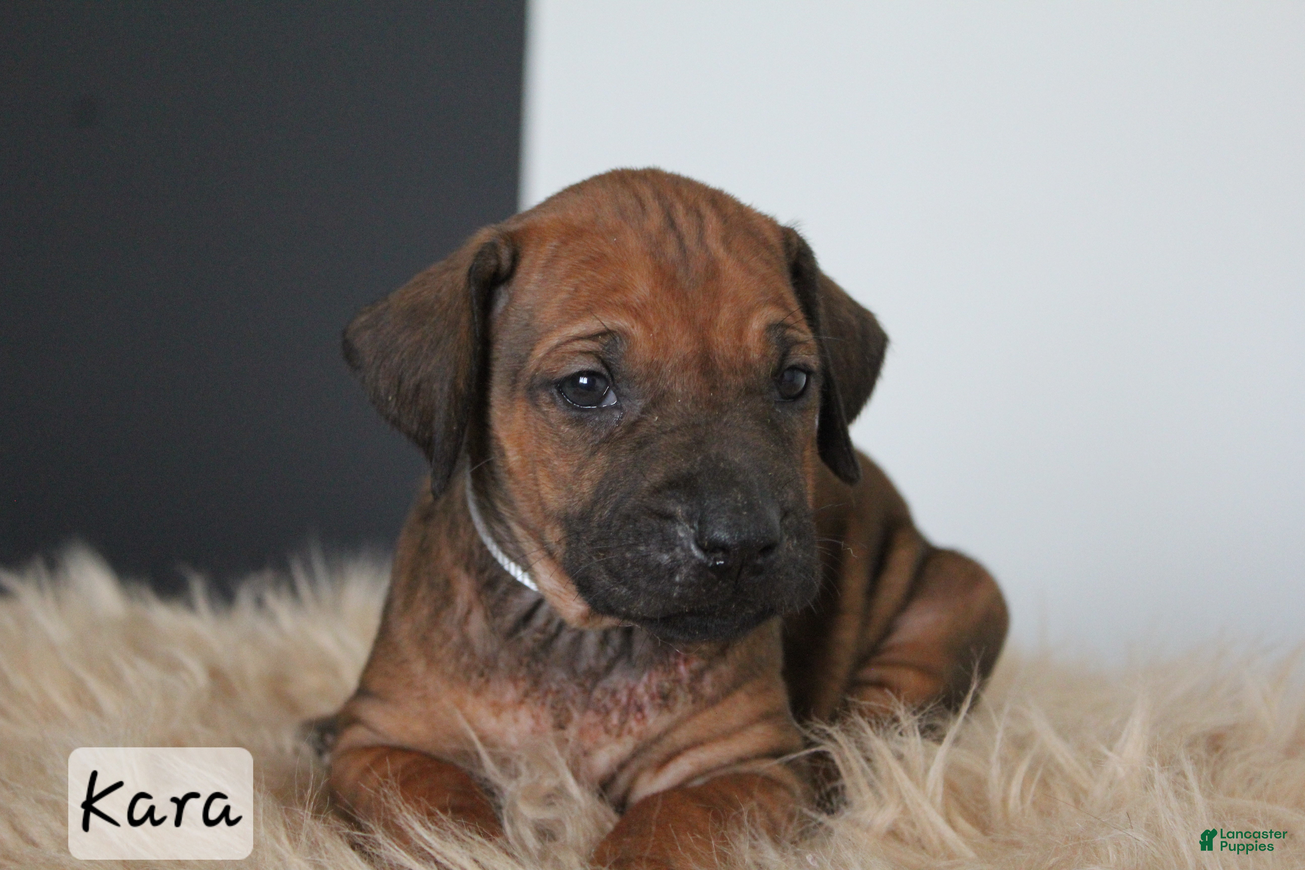 Rhodesian Ridgeback dogs Kara - Ad 14