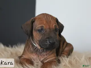 Rhodesian Ridgeback dogs Kara - Ad 14