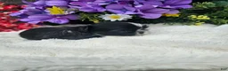 Shih Tzu dogs for sale: Willow - Ad 1