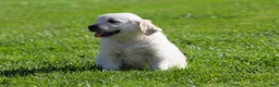 Golden Retriever dogs for sale: Lawrence  - Ad 5