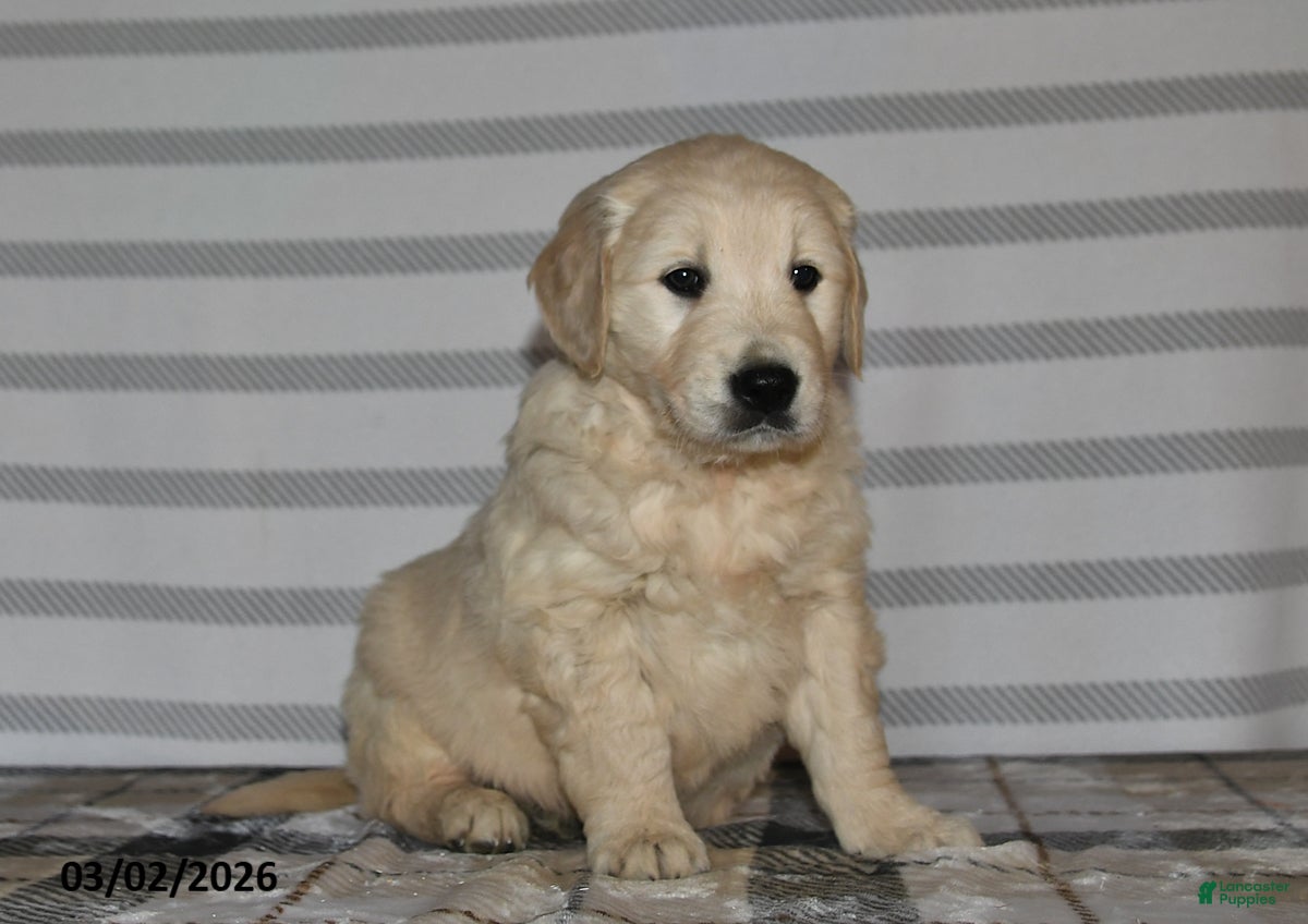 Golden Retriever dogs Duchess - Ad 2