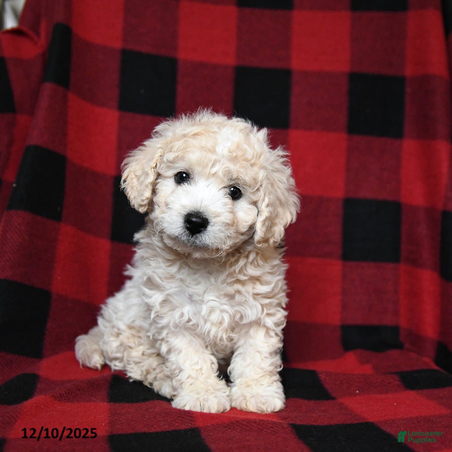 Bichpoo dogs Silky - Ad 30