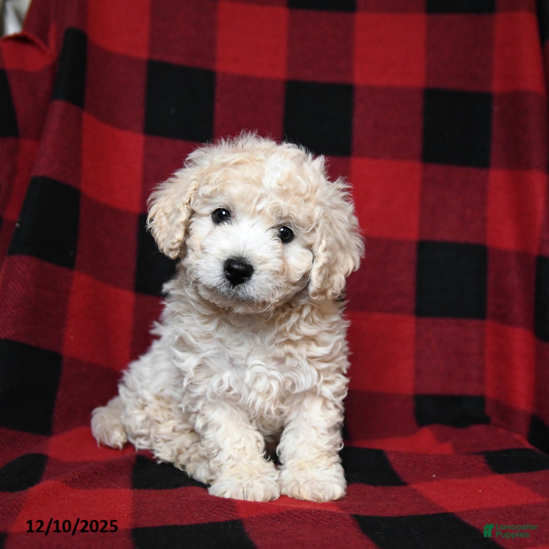 Bichpoo dogs for sale: Silky - Ad 1