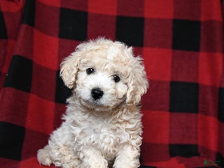 Bichpoo dogs Silky - Ad 31