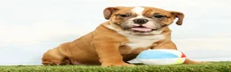Olde English Bulldogge dogs for sale: Nora - Ad 4