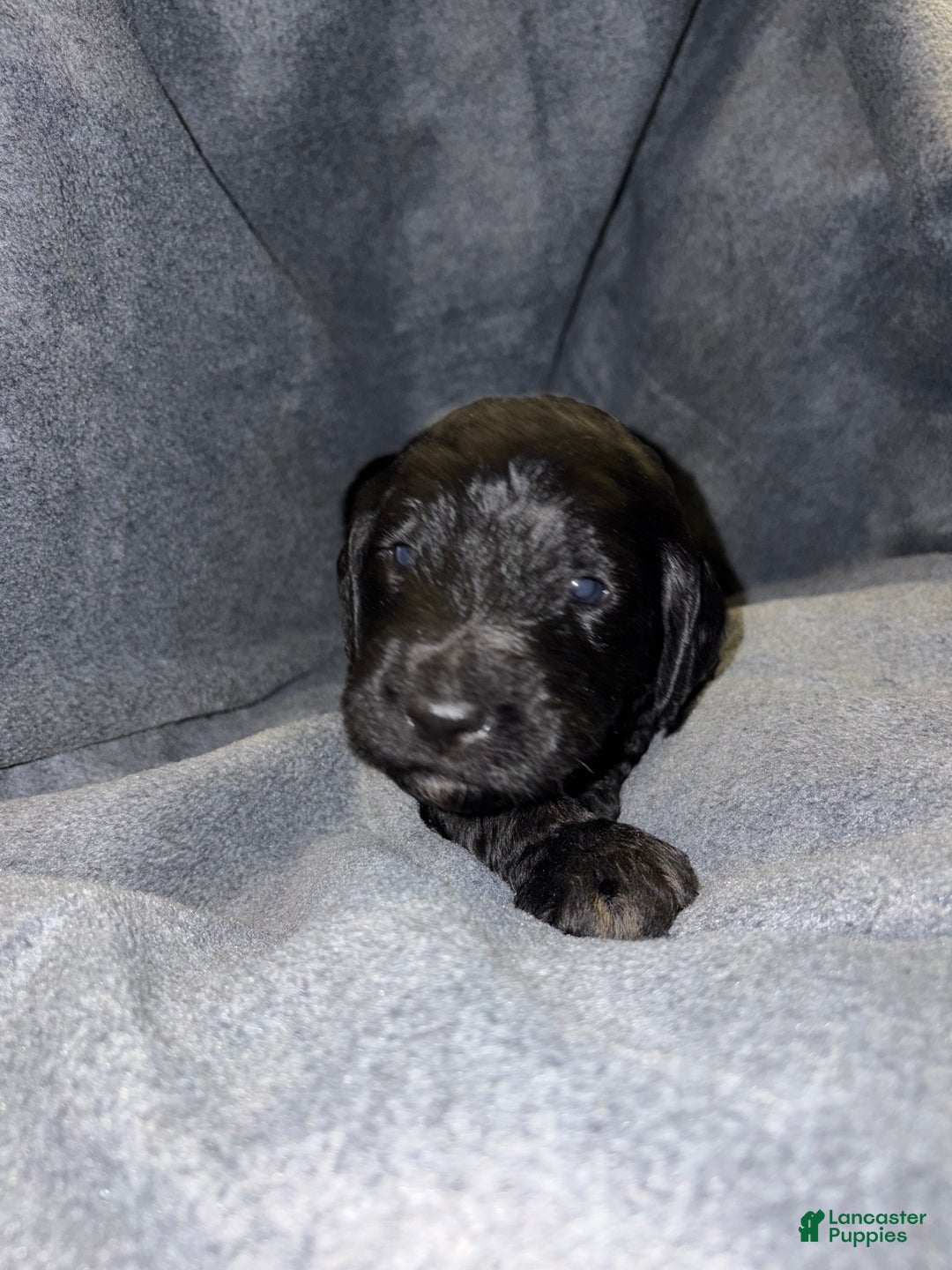 Bernedoodle dogs for sale: Colt Puppy 3 - Ad 1