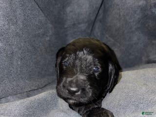 Bernedoodle dogs Colt Puppy 3 - Ad 8