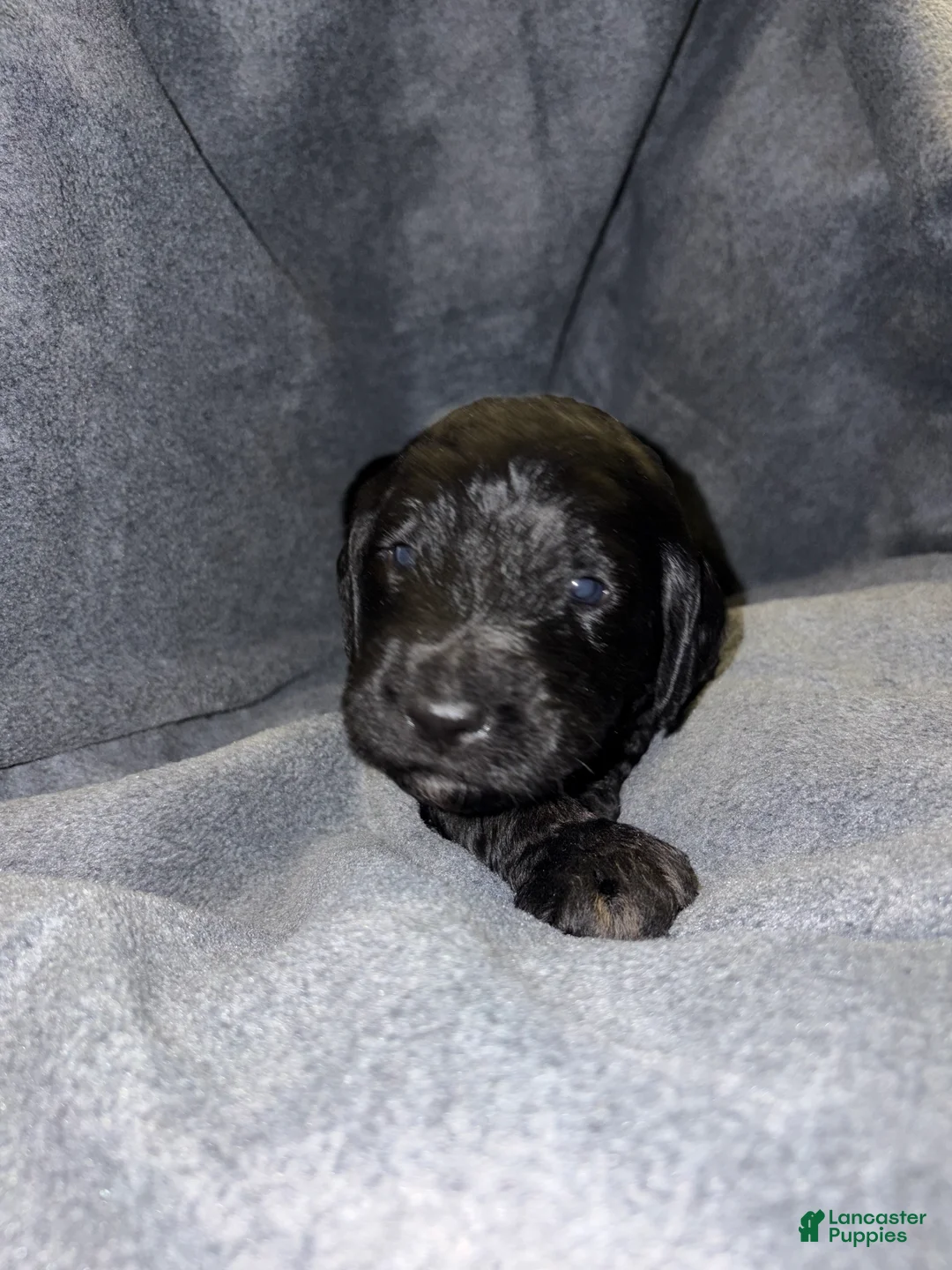 Bernedoodle dogs for sale: Colt Puppy 3 - Ad 1