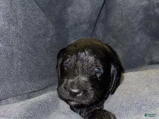 Bernedoodle dogs Colt Puppy 3 - Ad 34