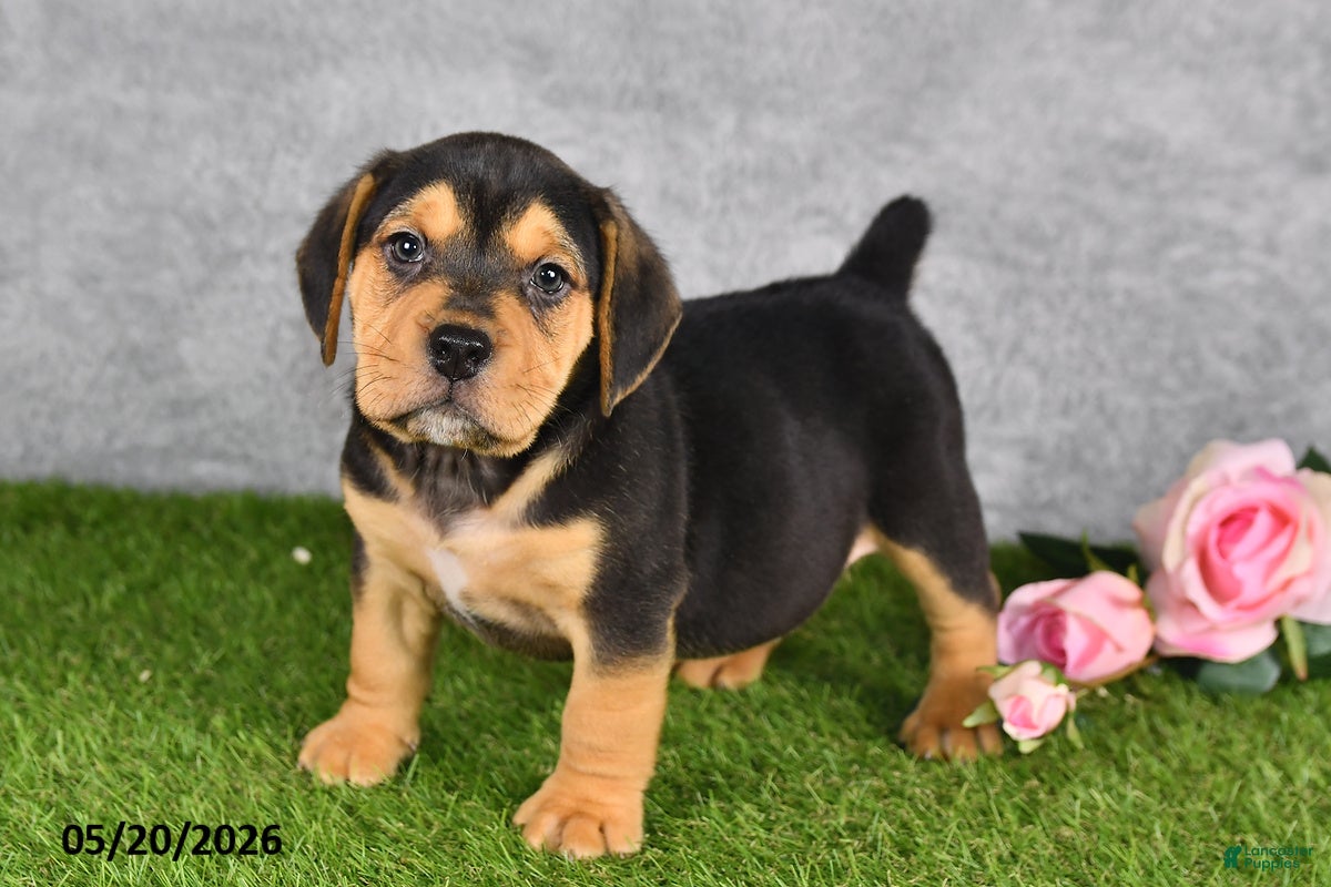 Beabull dogs Turnner - Ad 2