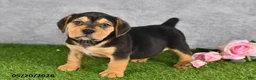 Beabull dogs for sale: Turnner - Ad 2