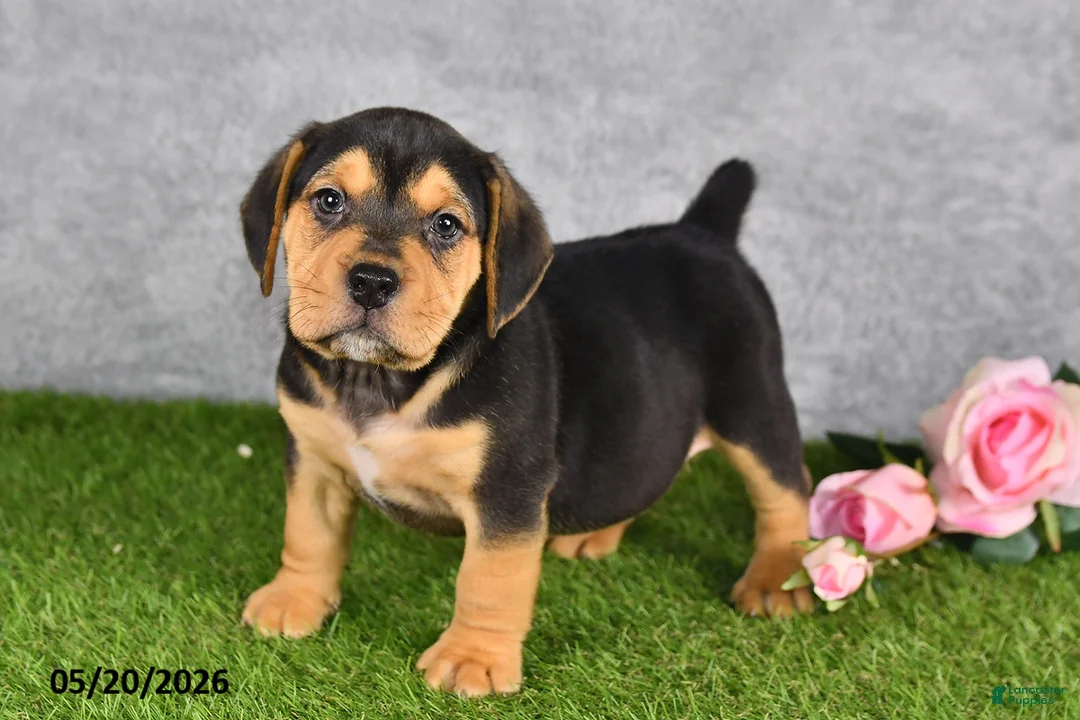 Beabull dogs for sale: Turnner - Ad 2