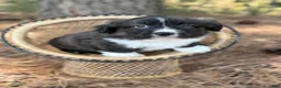 Mixed Breed dogs for sale: Black collar boy  - Ad 9