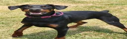Doberman Pinscher dogs for sale: Kalypso - Ad 3