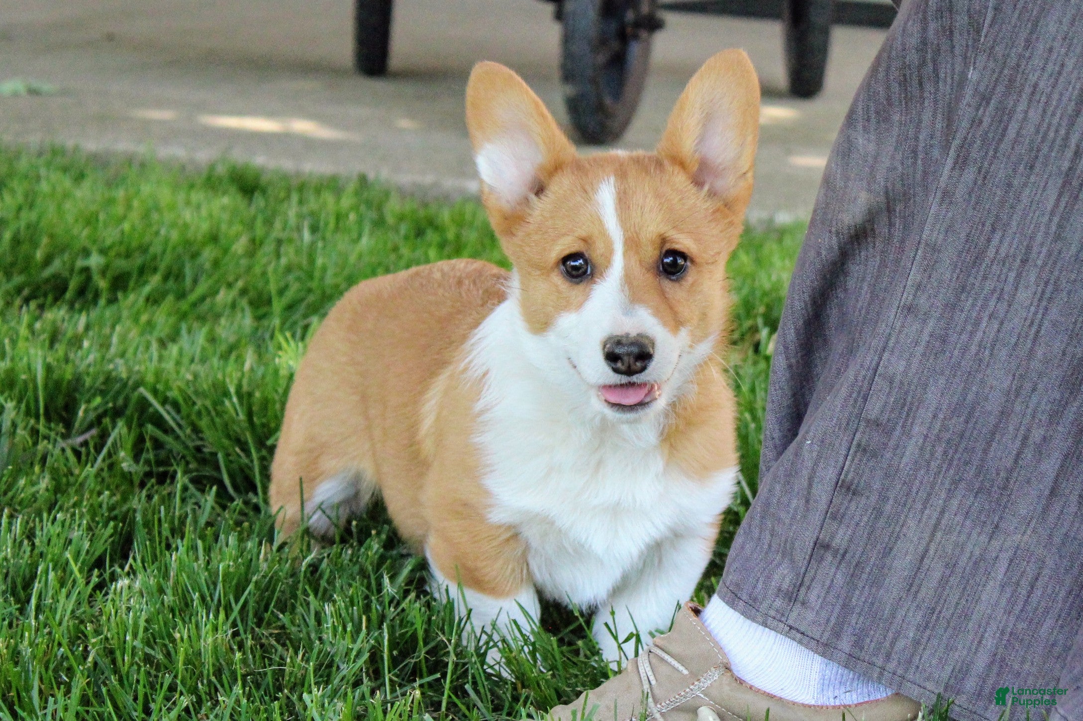 Welsh Corgi Pembroke dogs  June (triple clear)AKC - Ad 2