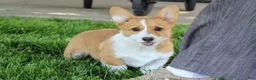 Welsh Corgi Pembroke dogs for sale:  June (triple clear)AKC - Ad 4
