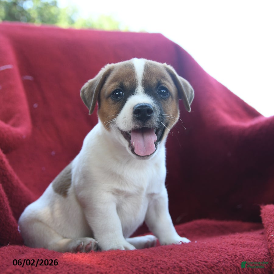 Jack Russell Terrier dogs for sale: Cappacino - Ad 3