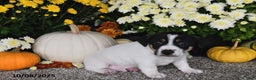 Jack Russell Terrier dogs for sale: Ricky   - Ad 4