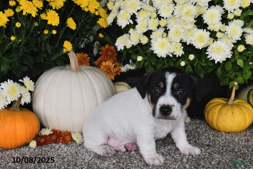Jack Russell Terrier dogs for sale: Ricky   - Ad 4