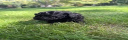 Yorkiepoo dogs for sale: Luna - Ad 4