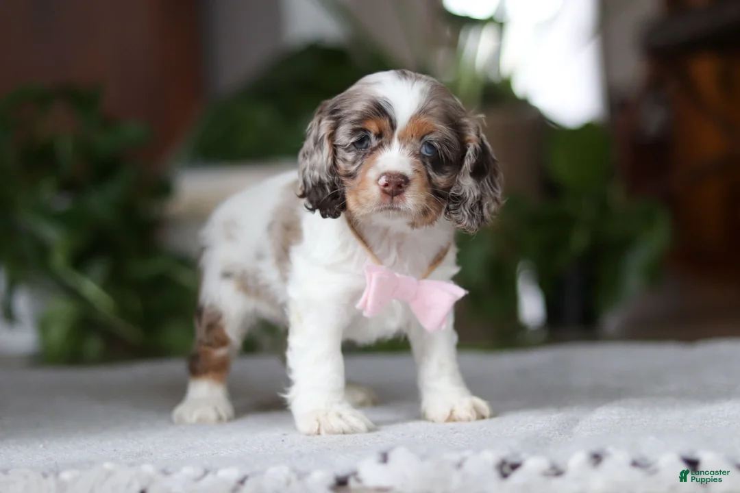 Cocker Spaniel dogs for sale: Ava - Ad 1