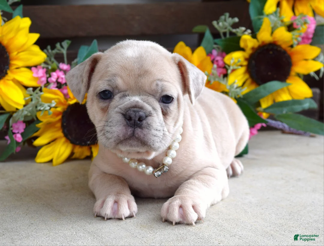 French Bulldog dogs for sale: Roxy - Ad 10