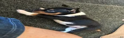 Rat Terrier dogs for sale: Old Dominion Boom - Ad 4