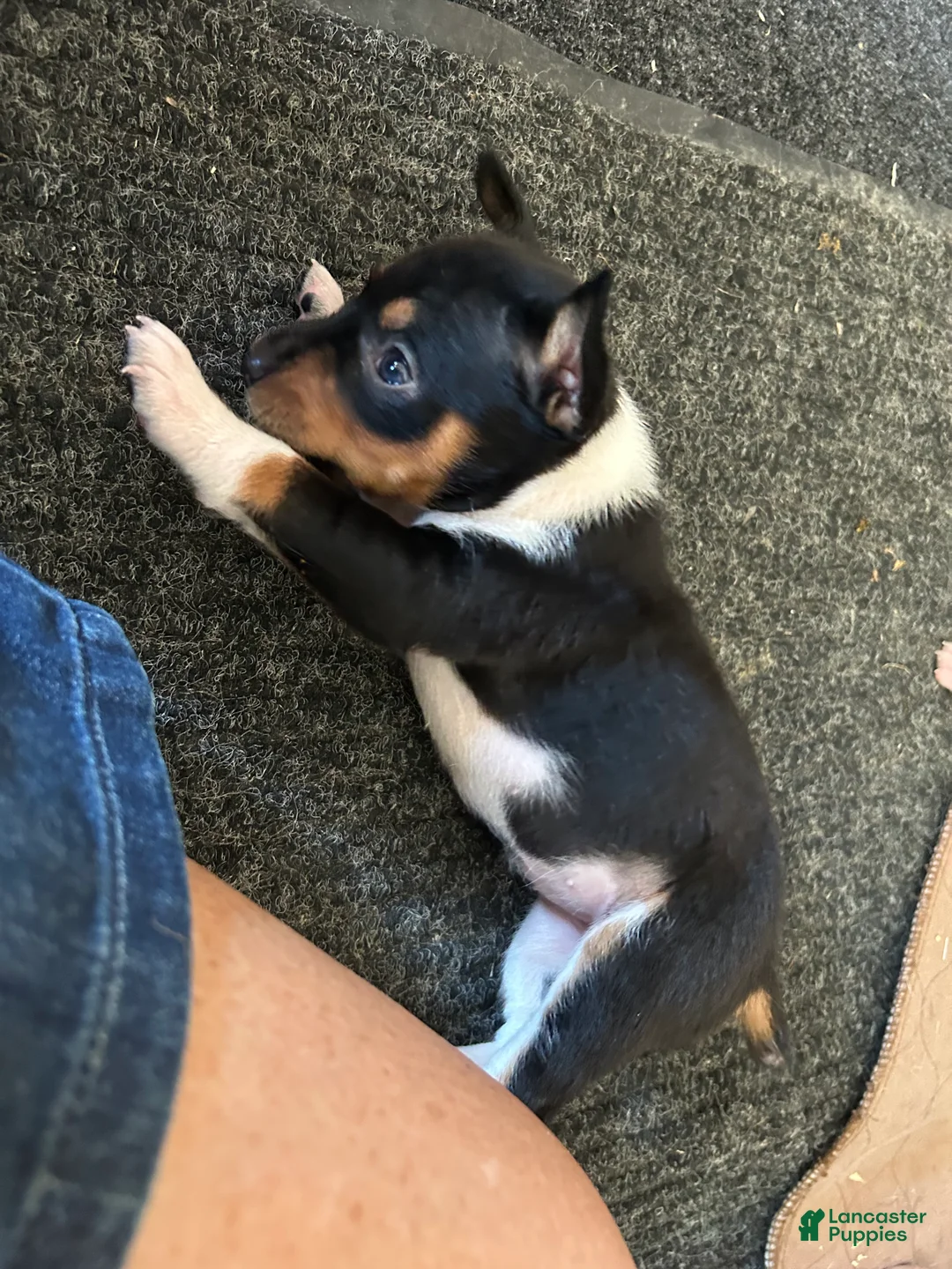 Rat Terrier dogs for sale: Old Dominion Boom - Ad 4