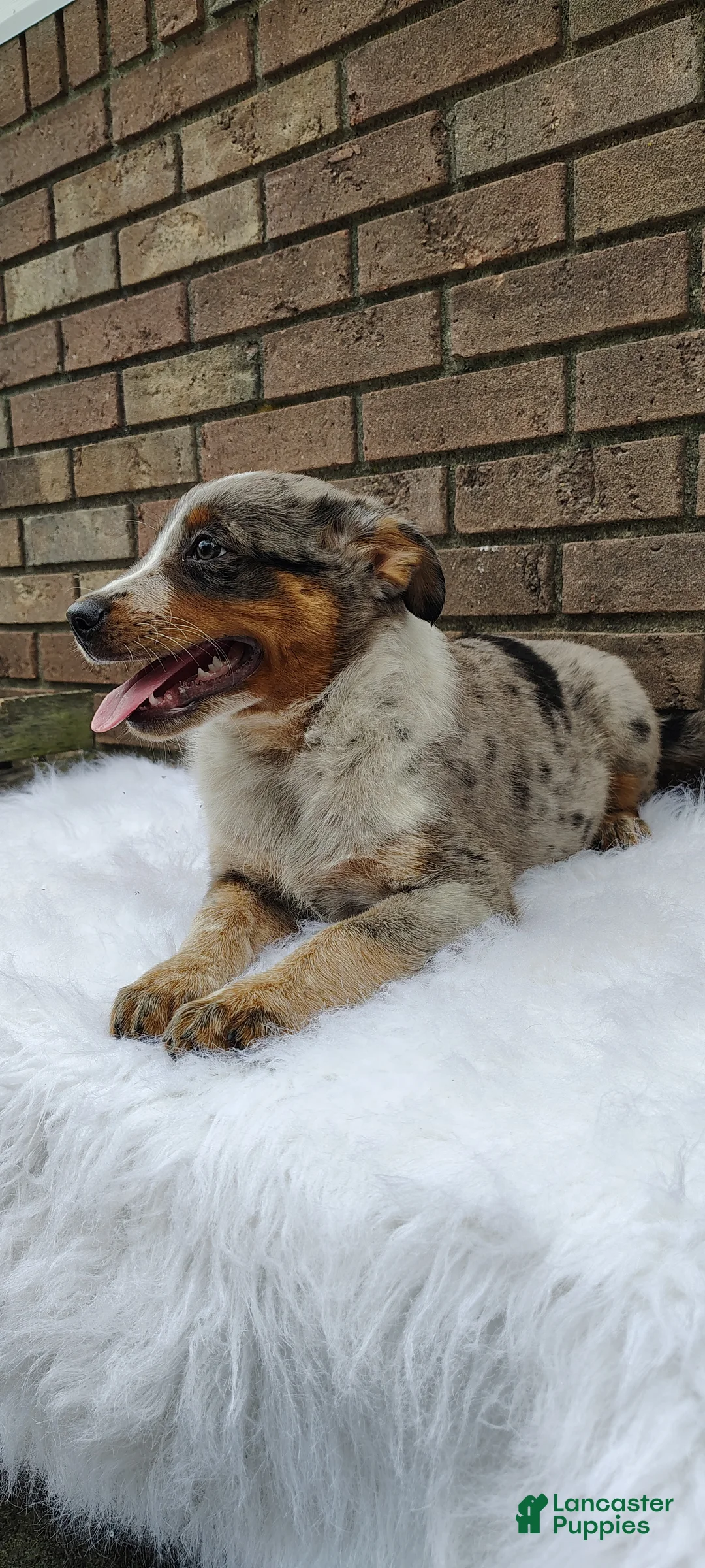 Mixed Breed dogs for sale: Luna - Ad 6
