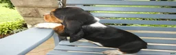 Basset Hound dogs for sale: Basset Hound 9 Charm - Ad 2
