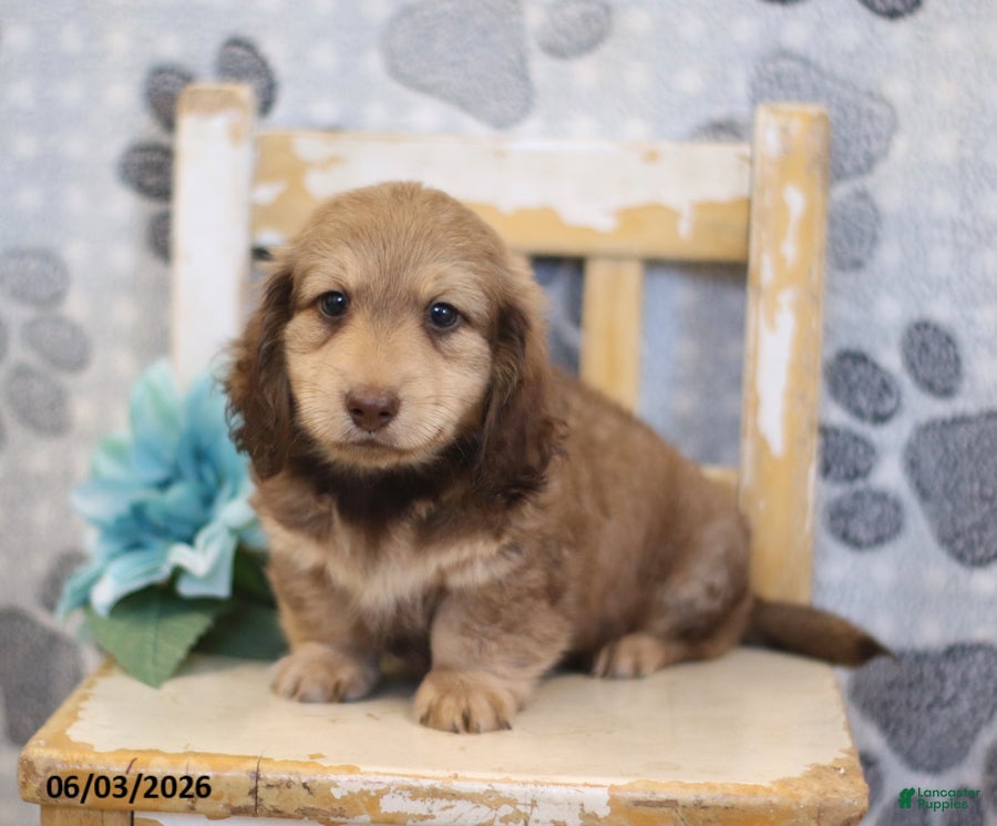 Miniature Dachshund dogs for sale: Zack - Ad 3