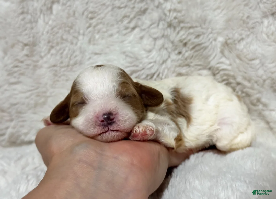 Cavapoo dogs for sale: Clover - Ad 2