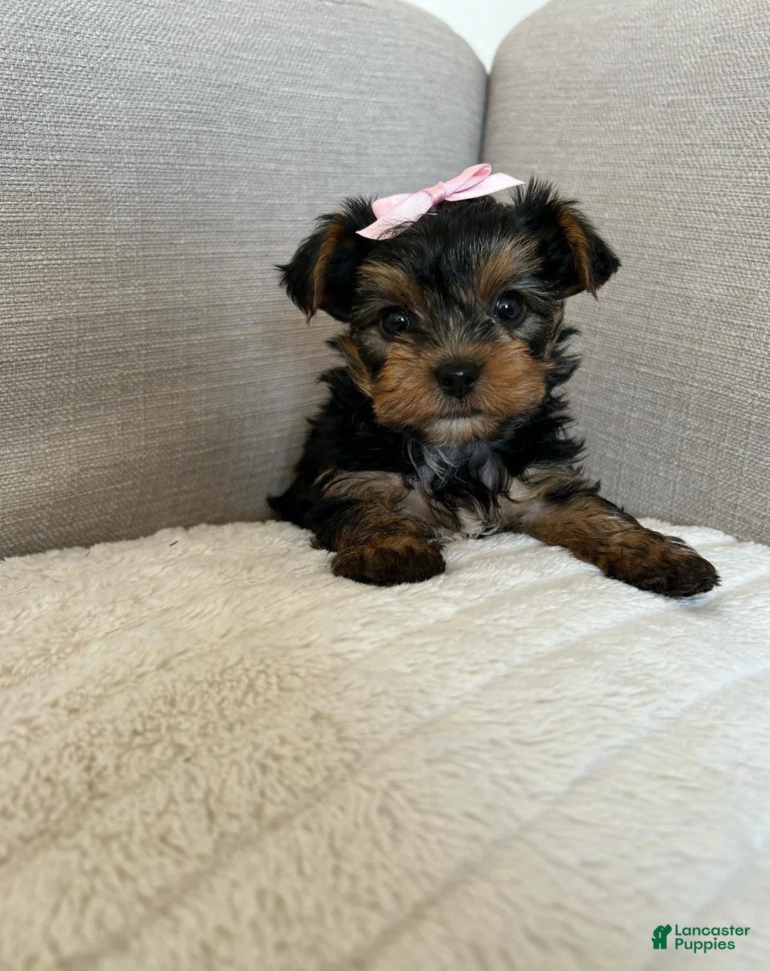 Yorkshire Terrier dogs for sale: Yorkshire Terrier Puppy 2 - Ad 5