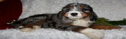 Bernedoodle dogs for sale: Jack - Ad 4