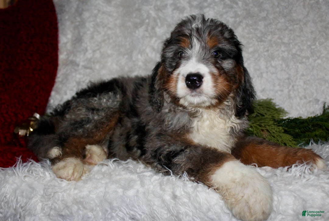 Bernedoodle dogs for sale: Jack - Ad 4