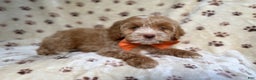 Cockapoo dogs for sale: Breezy - Ad 7