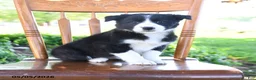 Border Collie dogs for sale: Livia - Ad 1