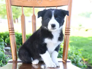 Border Collie dogs for sale: Livia - Ad 4