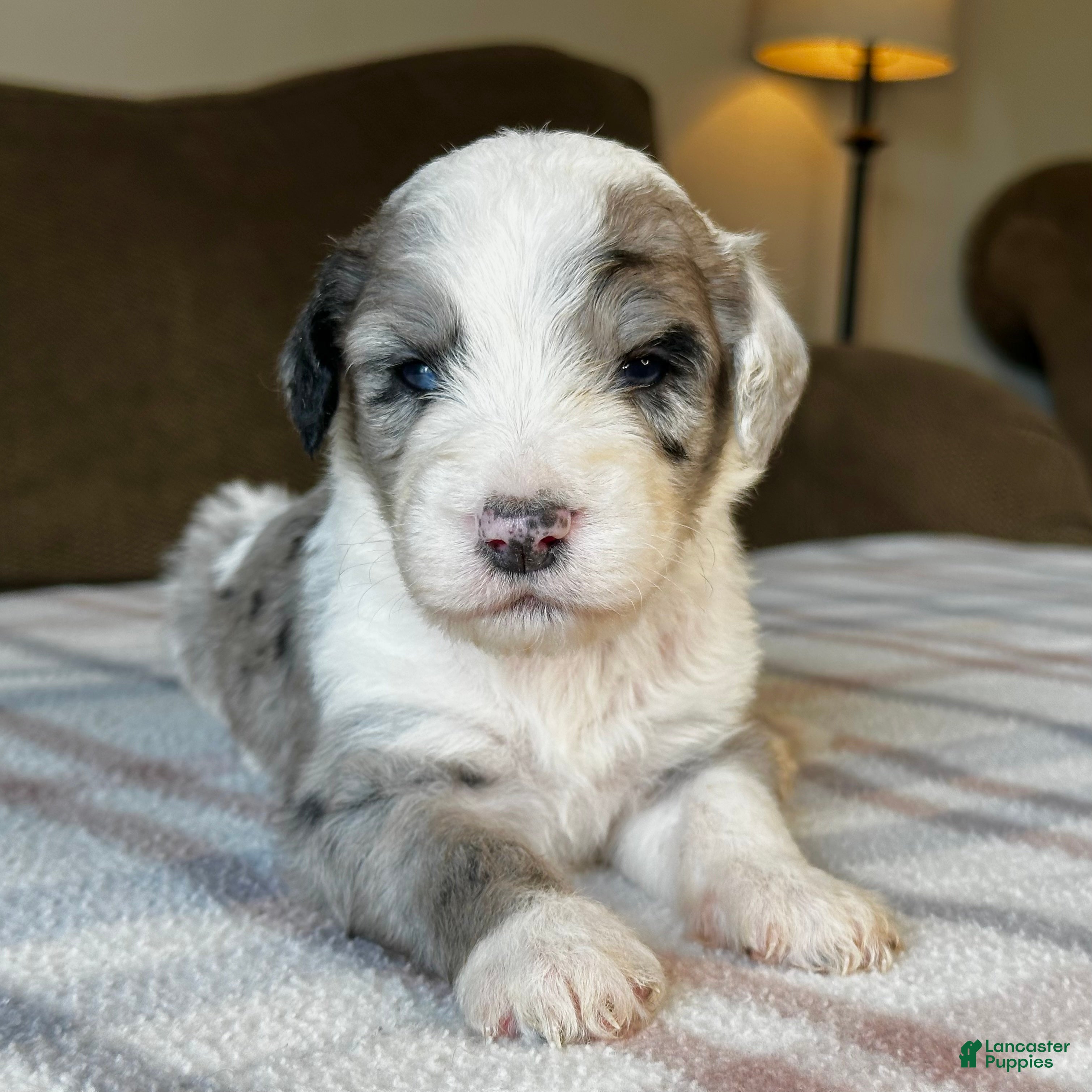 Sheepadoodle dogs Merle Male 1 - Ad 1