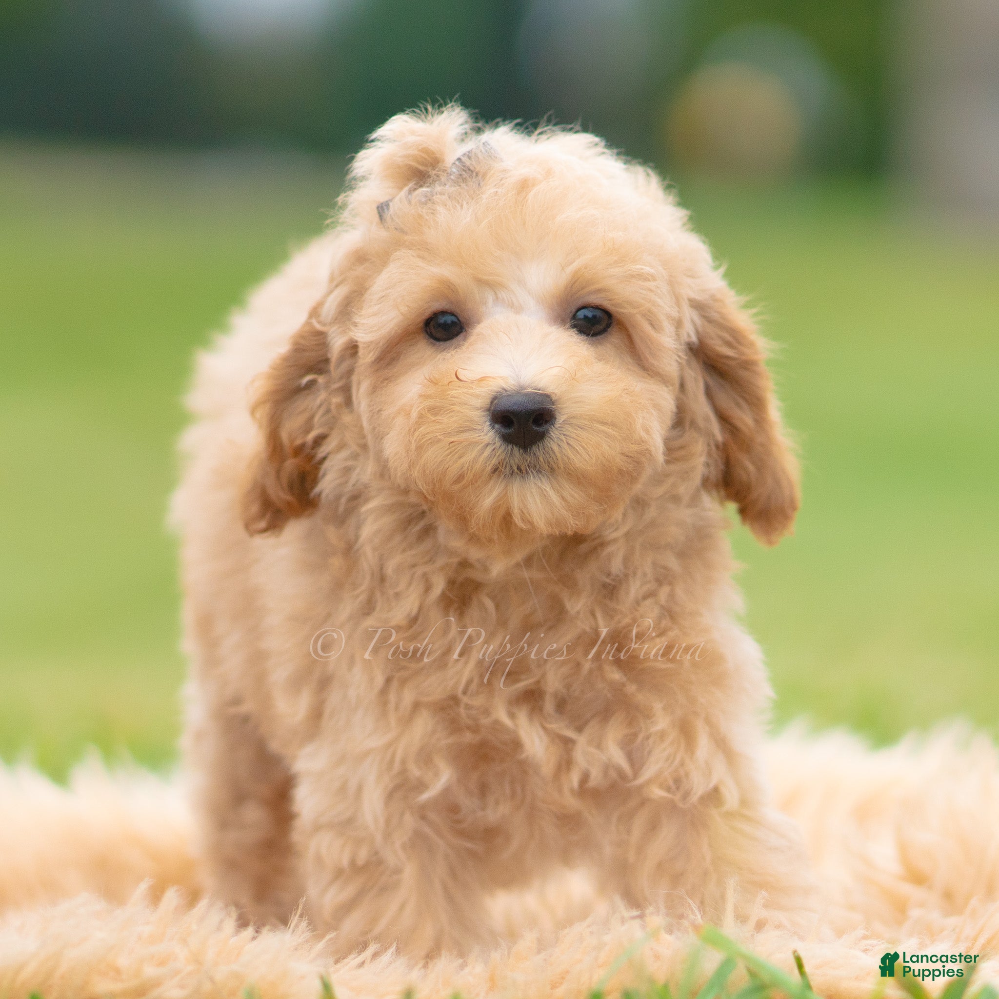 Toy Poodle dogs Frankie AKC - Ad 11