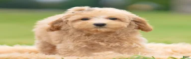 Frankie AKC