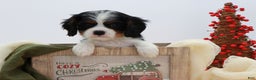 Cavalier King Charles Spaniel dogs for sale: Kye - Ad 16