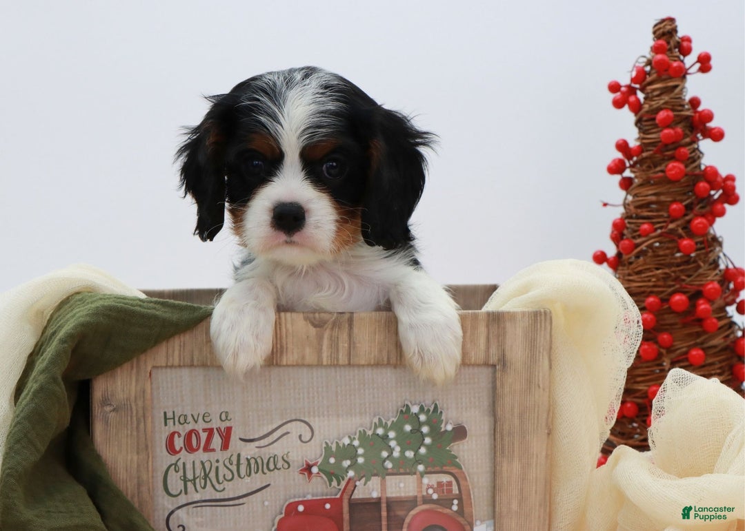 Cavalier King Charles Spaniel dogs for sale: Kye - Ad 16